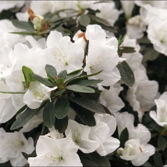 Meet your Posher, Lucas - Picture 1 of 1